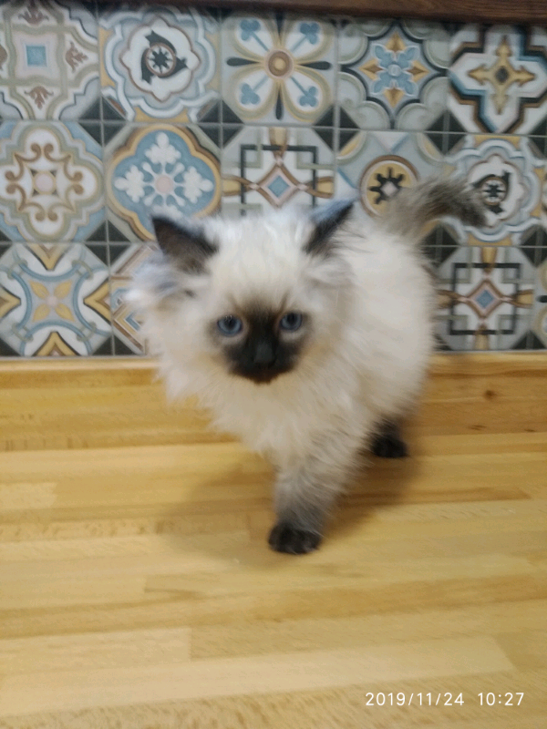 ragdoll cats gumtree